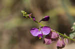 Showy milkwort